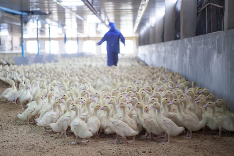 ducks in the farm is clean and hygienic