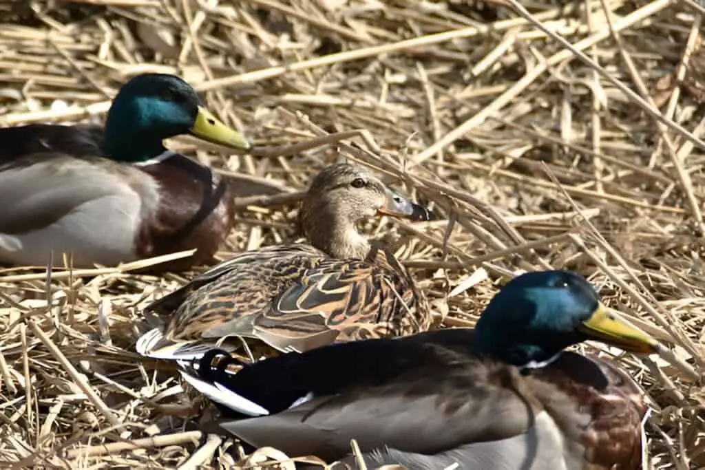 ducks laying eggs relaxing
