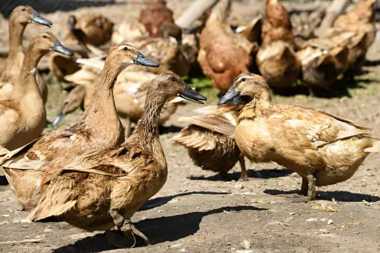 egg laying free range ducks roaming their compound
