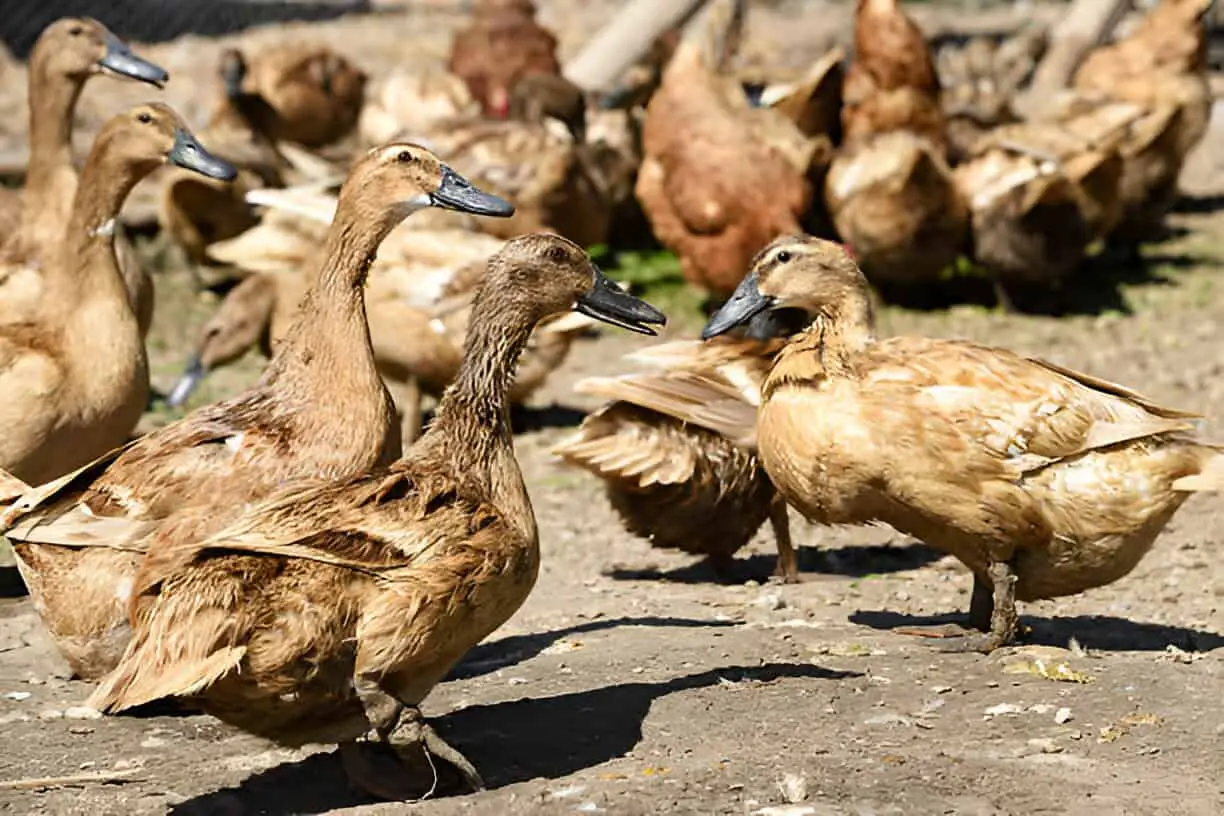 egg laying free range ducks roaming their compound
