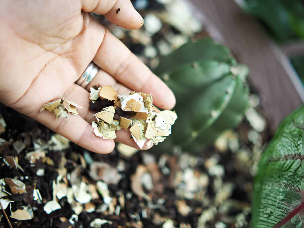egg shell for plantting vegetable and composs in soil good for plant