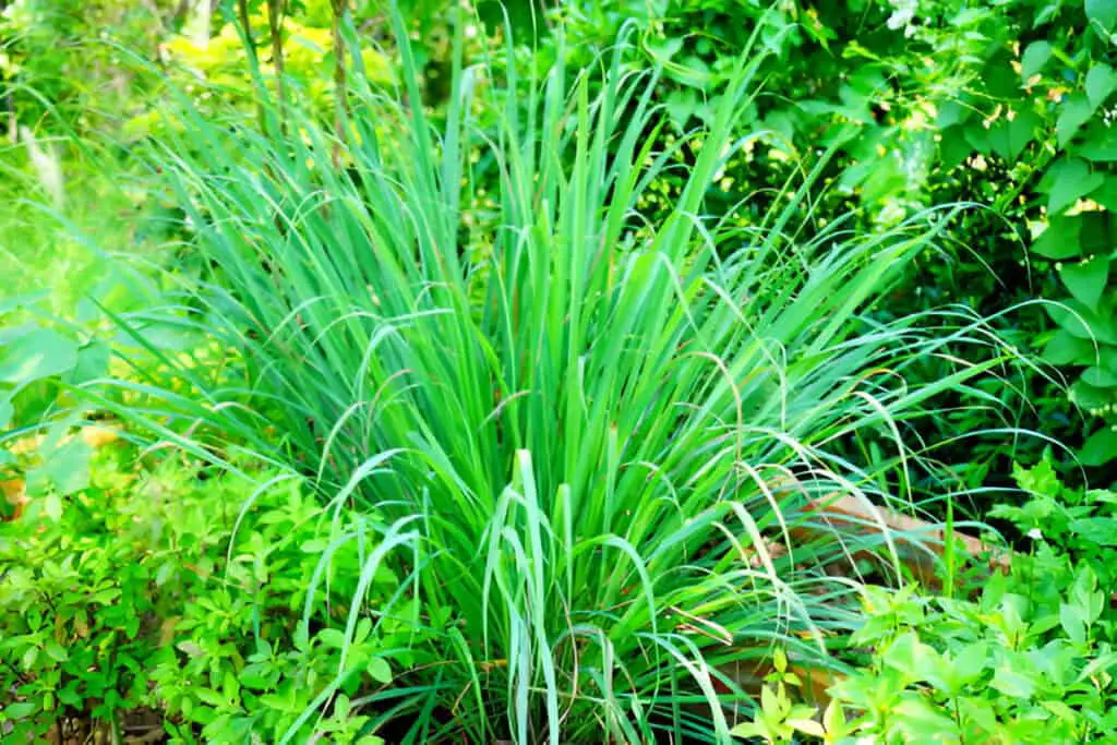 emongrass in nature