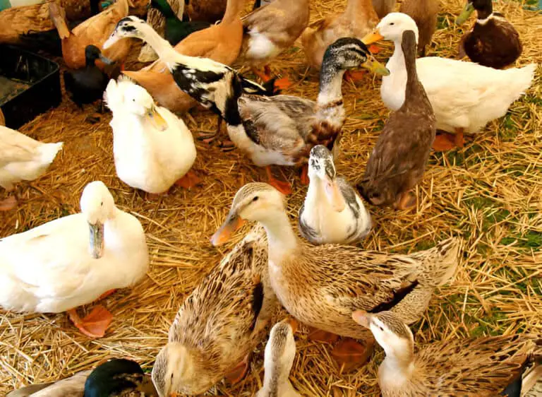 farmyard ducks