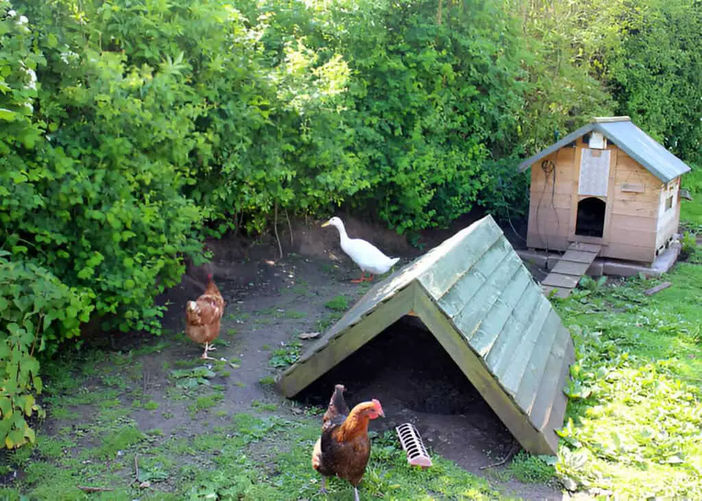 free range chickens living happy-life in garden chicken house