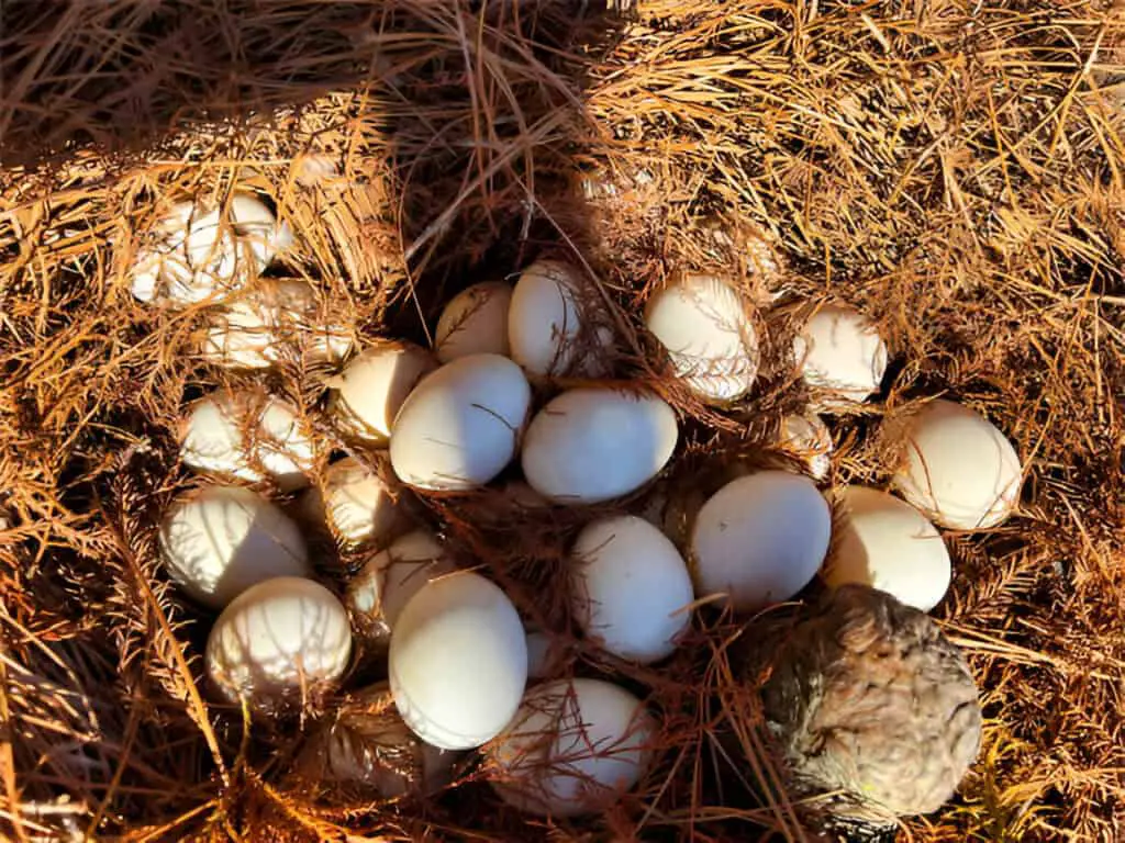 fresh duck eggs in lake eola park