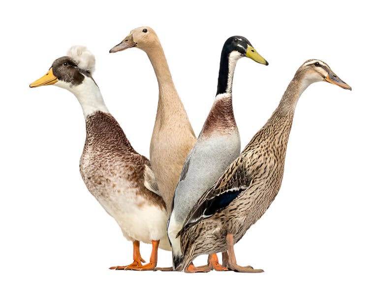 group of mixing ducks breeds