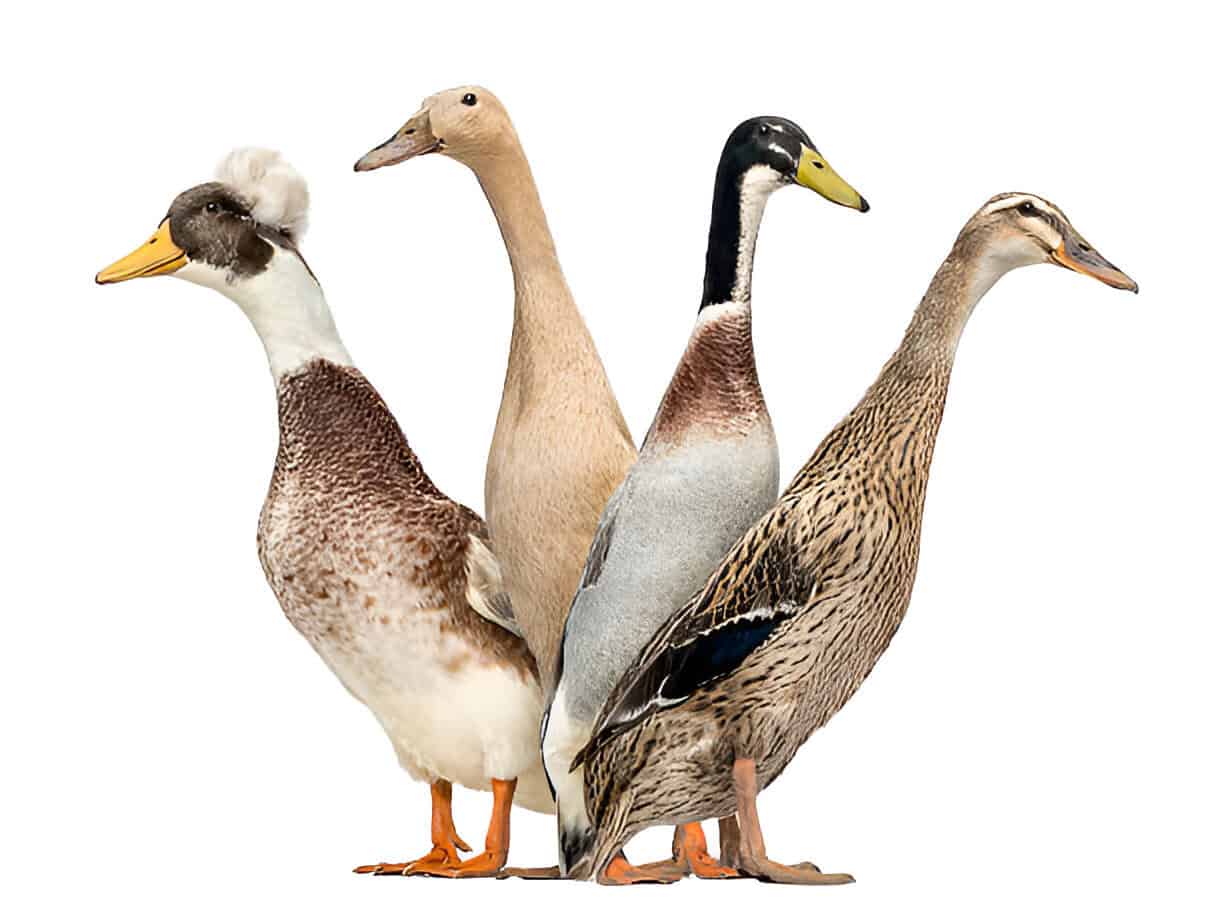 group of mixing ducks breeds