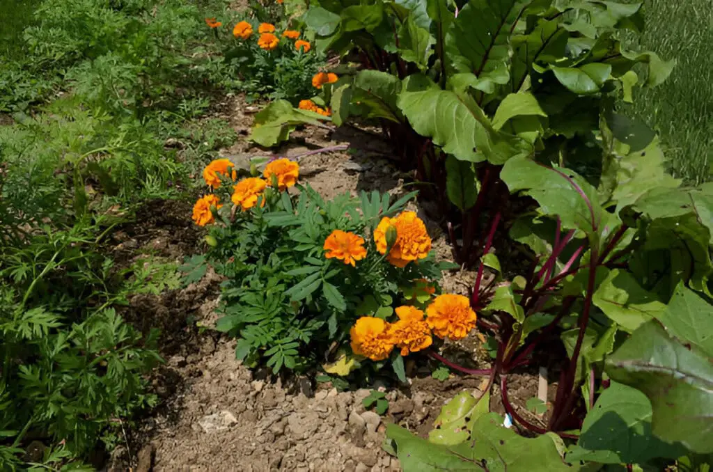 marigold companion plants