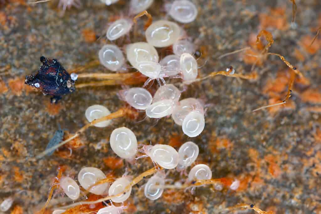 mites small arachnids on the rotting fruit