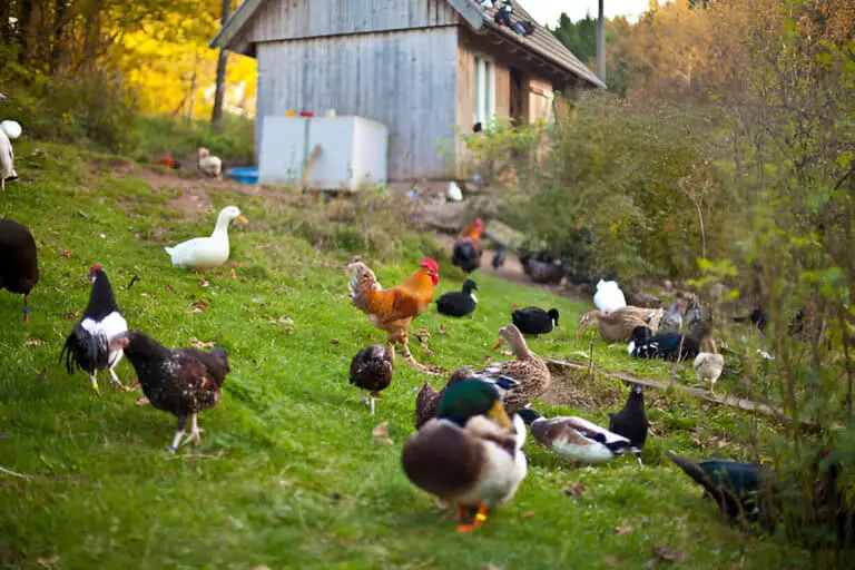 poultry exploring green grass while looking for food