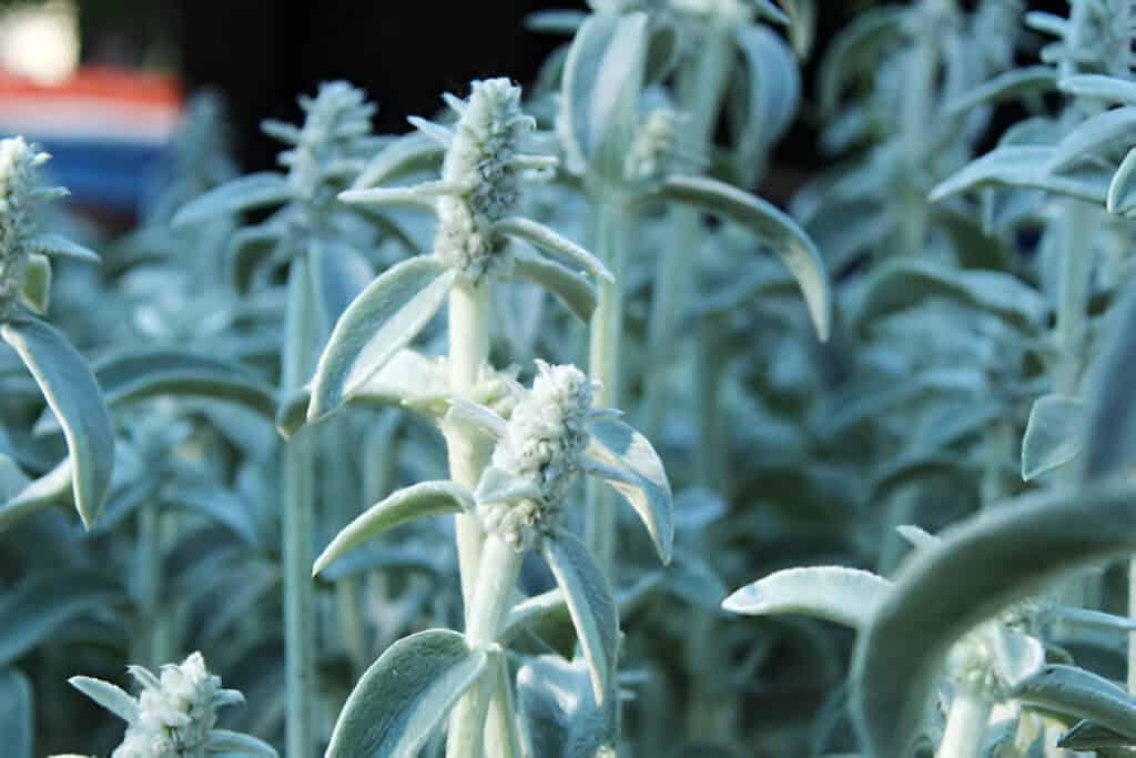 stachys byzantia lambs ear byzantine celandine