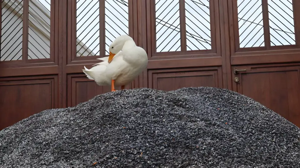 white feathered duck