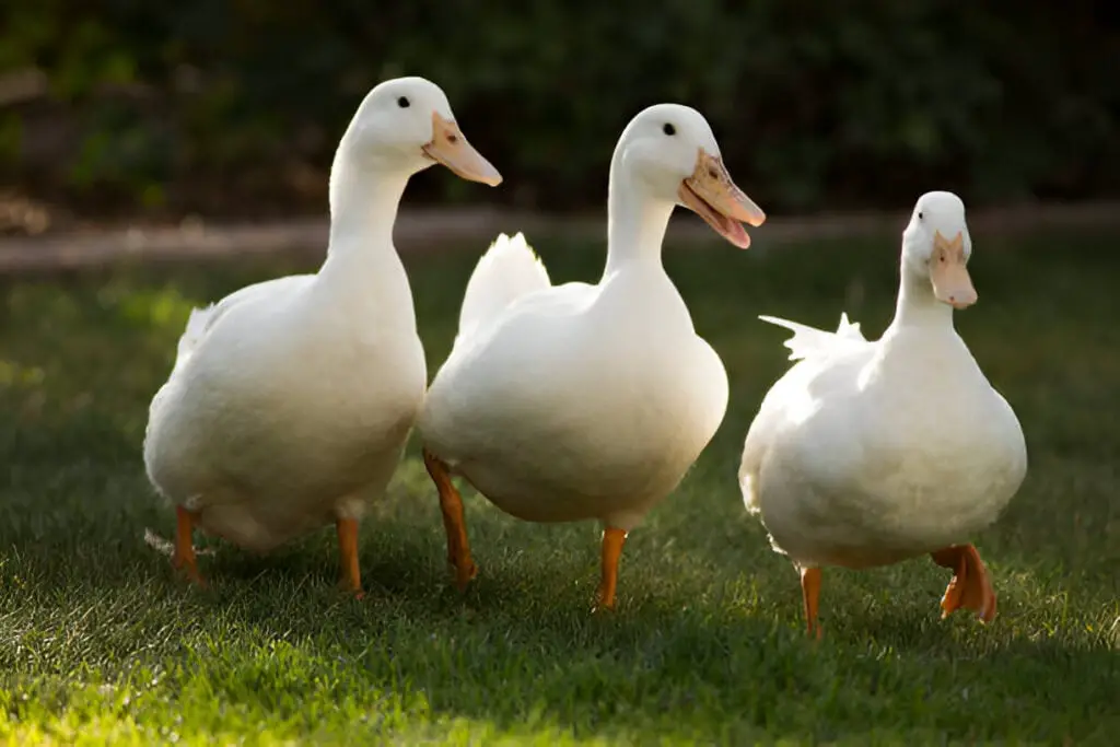 white pekin ducks