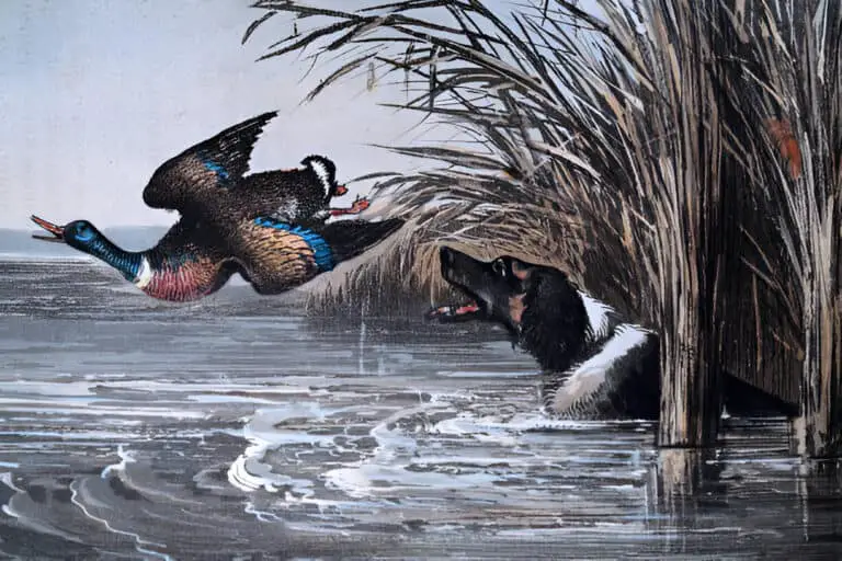 wild duck dogs