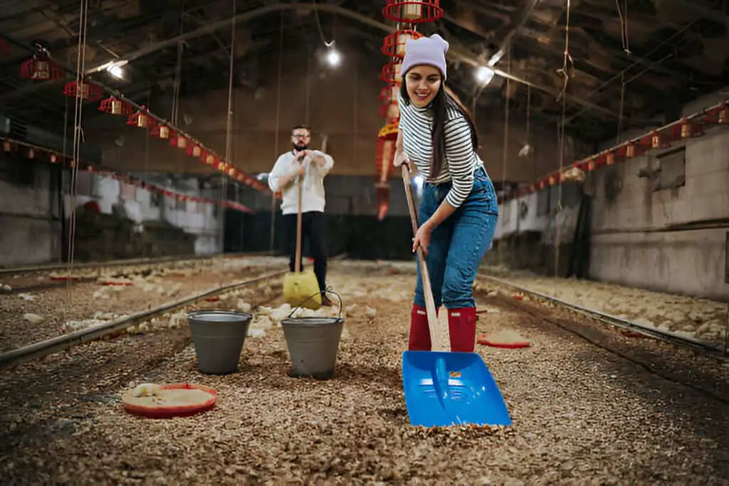working on duck farm cleaning