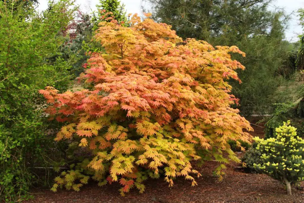 Acer shirasawanum Autumn Moon