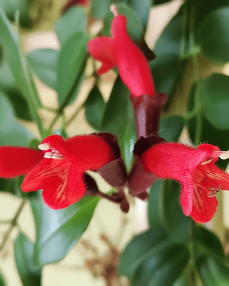 Aeschynanthus (Lipstickplant) verzorging