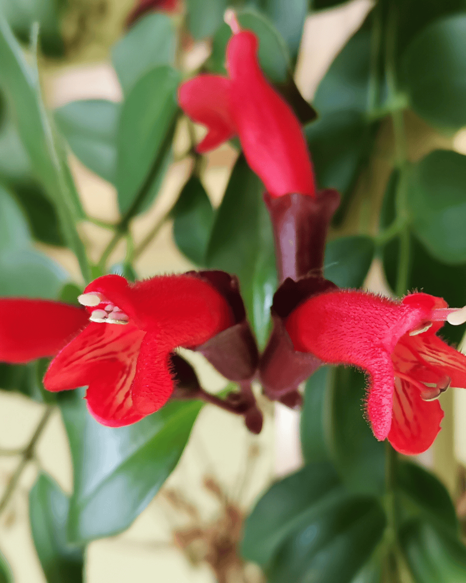 Aeschynanthus (Lipstickplant) verzorging