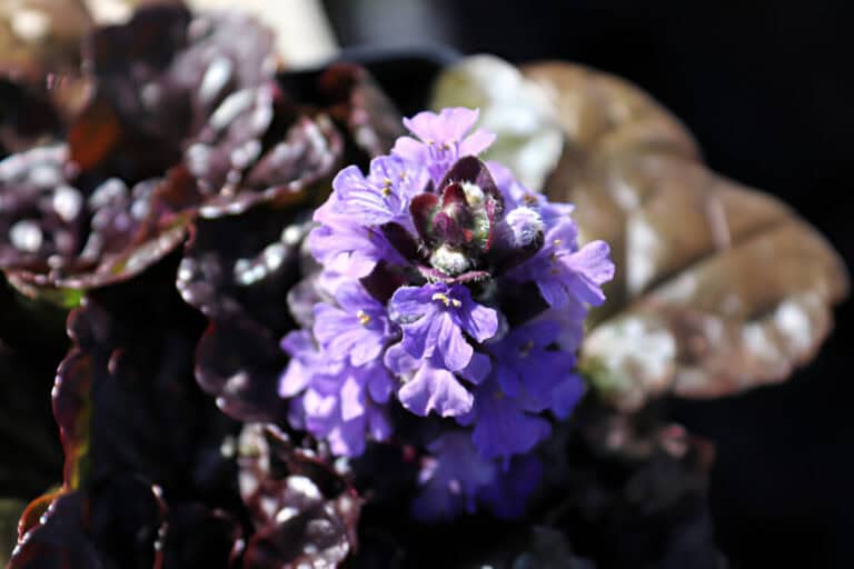 Black Scallop Ajuga- bugleweed trumpet shaped flowers