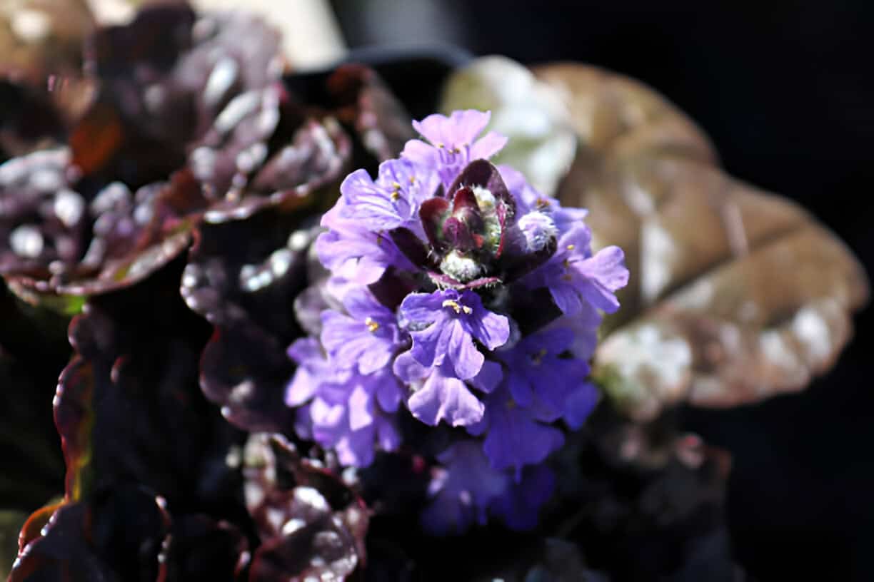 Black Scallop Ajuga- bugleweed trumpet shaped flowers
