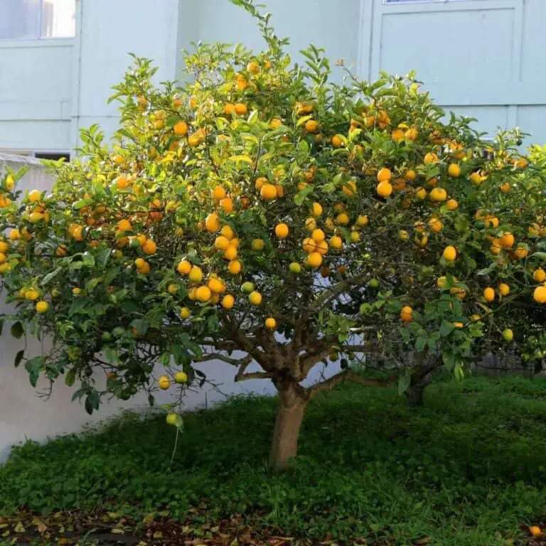 Buy Meyer Lemon Tree