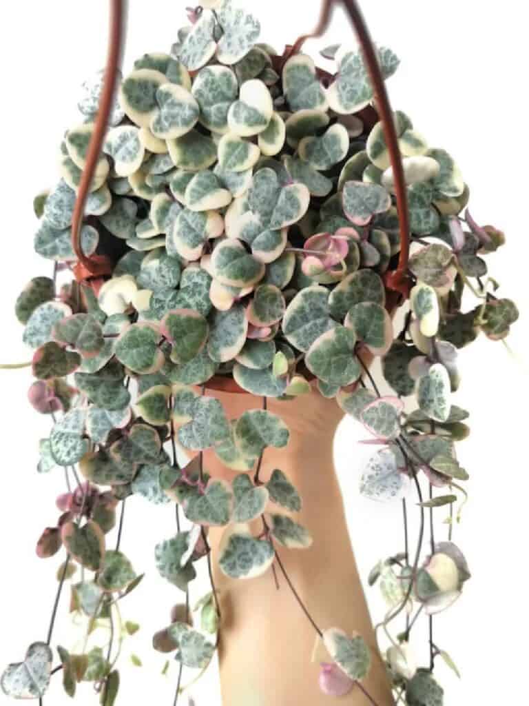 Ceropegia linearis subsp woodii variegata
