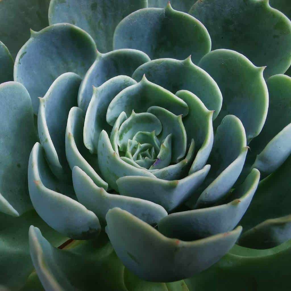 Echeveria elegans Mexican Snowball