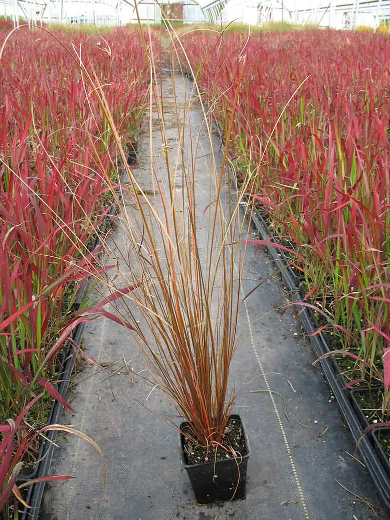Fox Red Curly Sedge