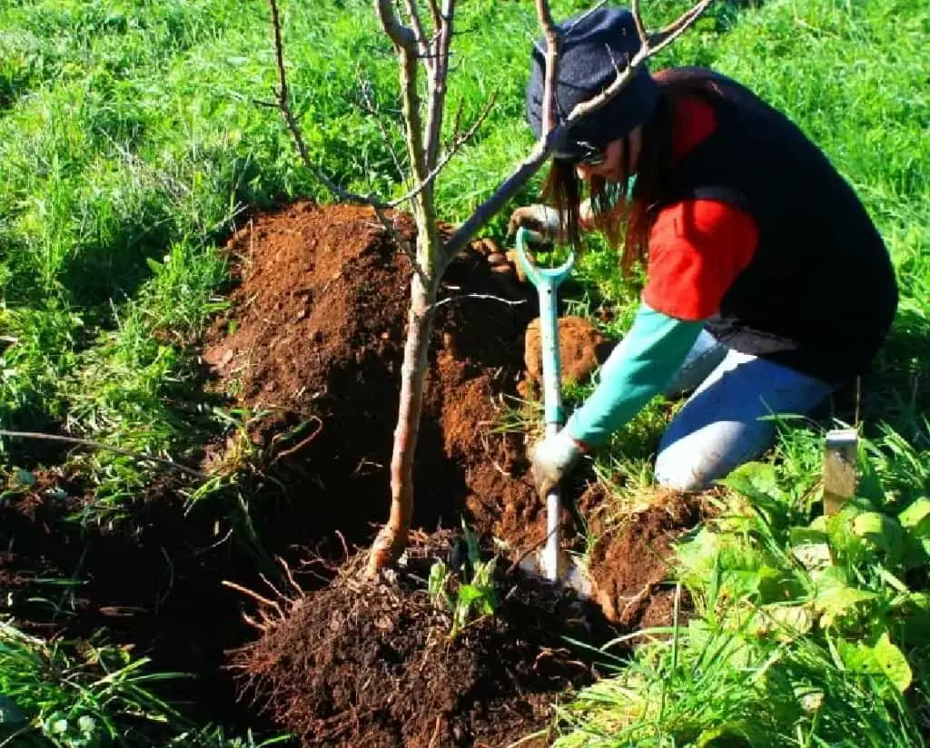 How To Move Older Fruit Trees