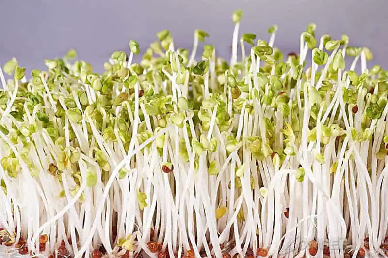 How to Grow Bean Sprouts