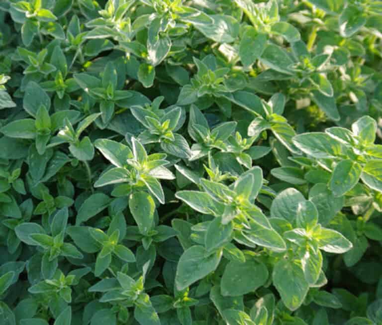 Oregano Seeds Origanum Vulgare