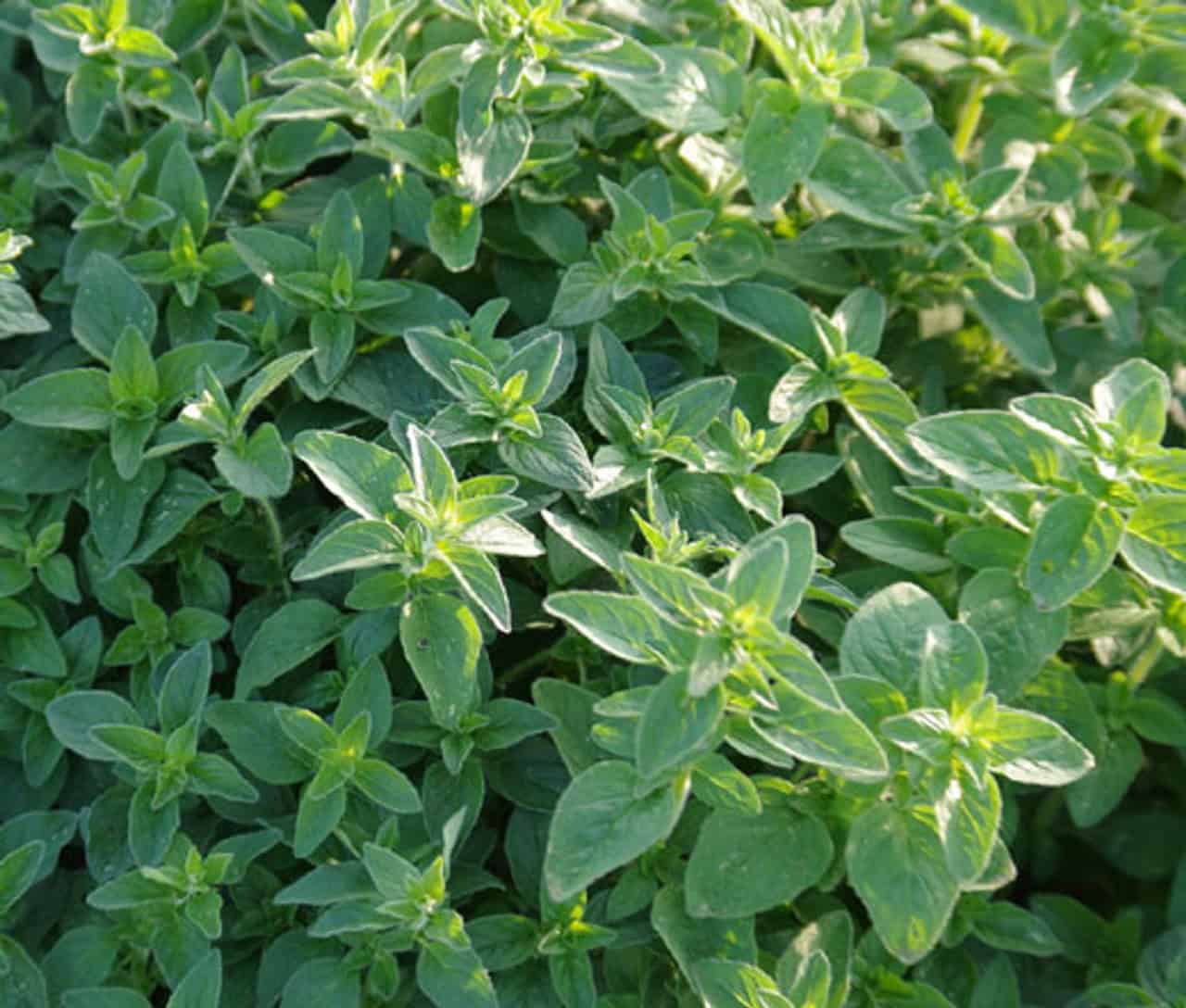 Oregano Seeds Origanum Vulgare