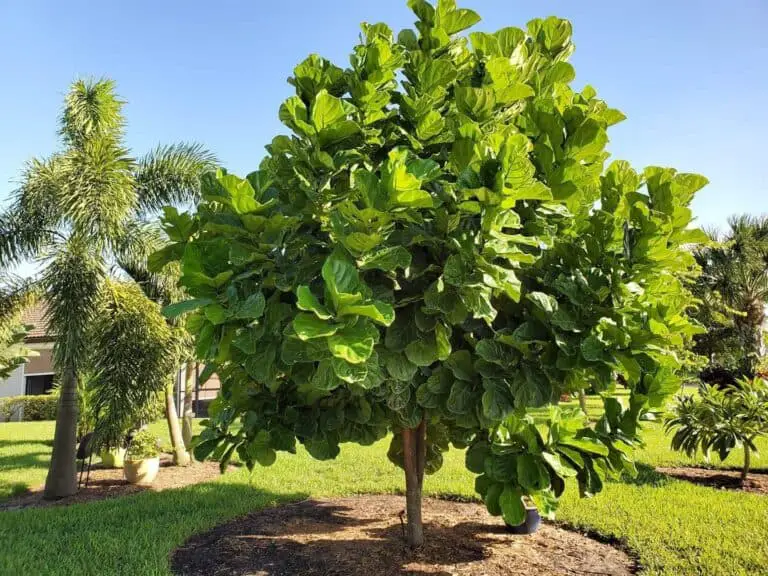 Outdoor Fiddle Leaf Fig