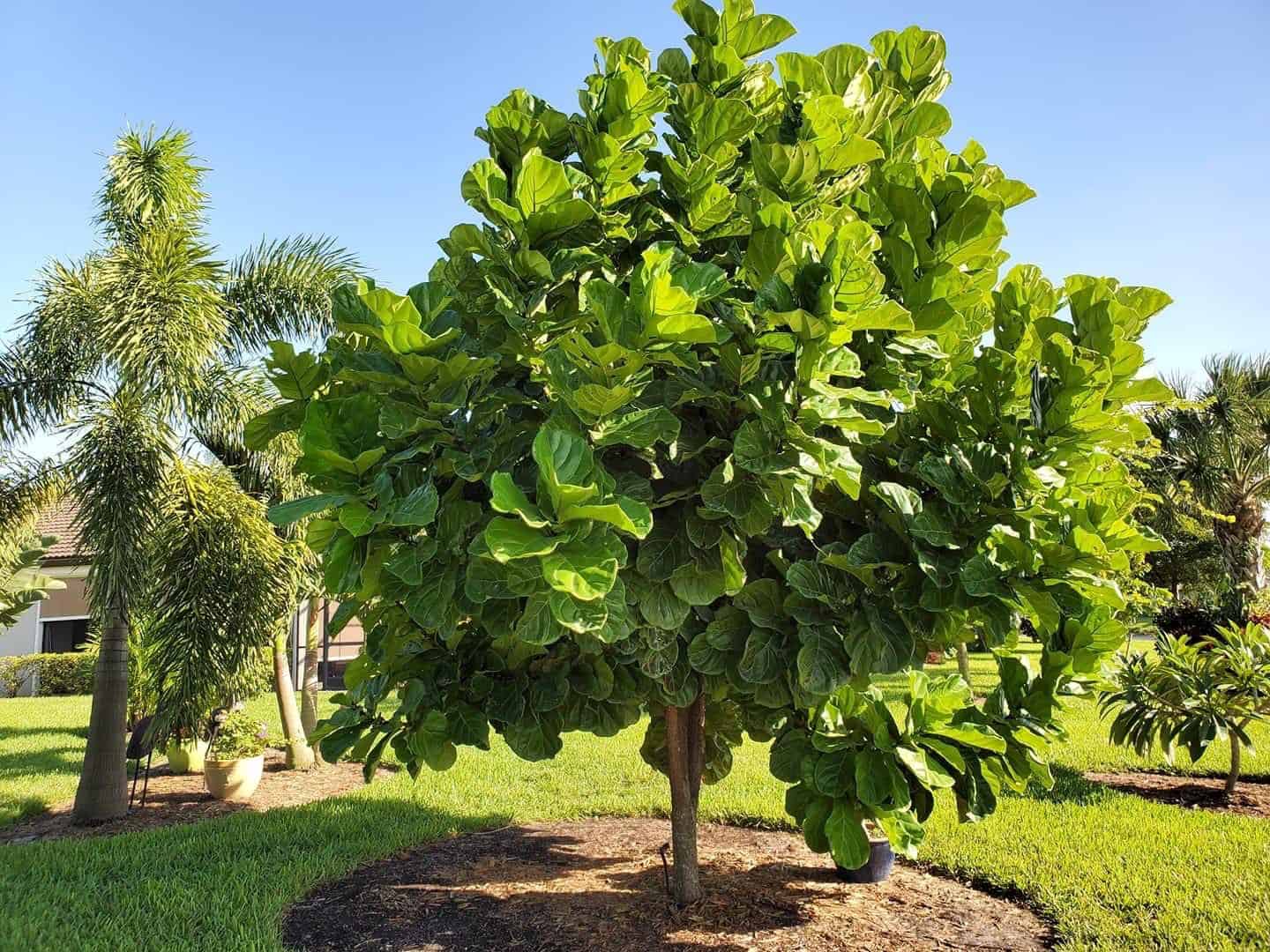 Outdoor Fiddle Leaf Fig