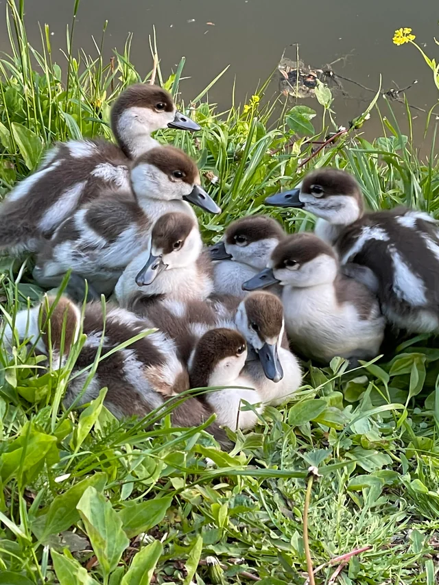 Ruddy shelduck with ducklings