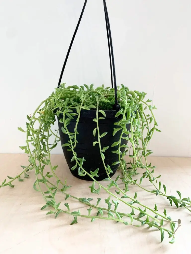 String of Dolphins