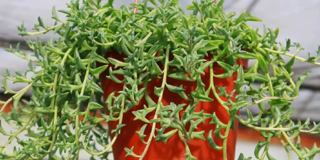 String of Dolphins Care