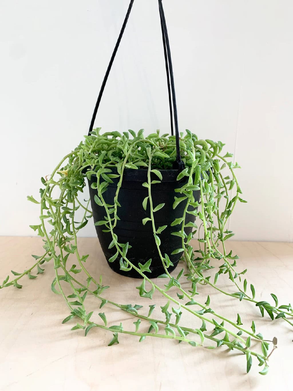 String of Dolphins