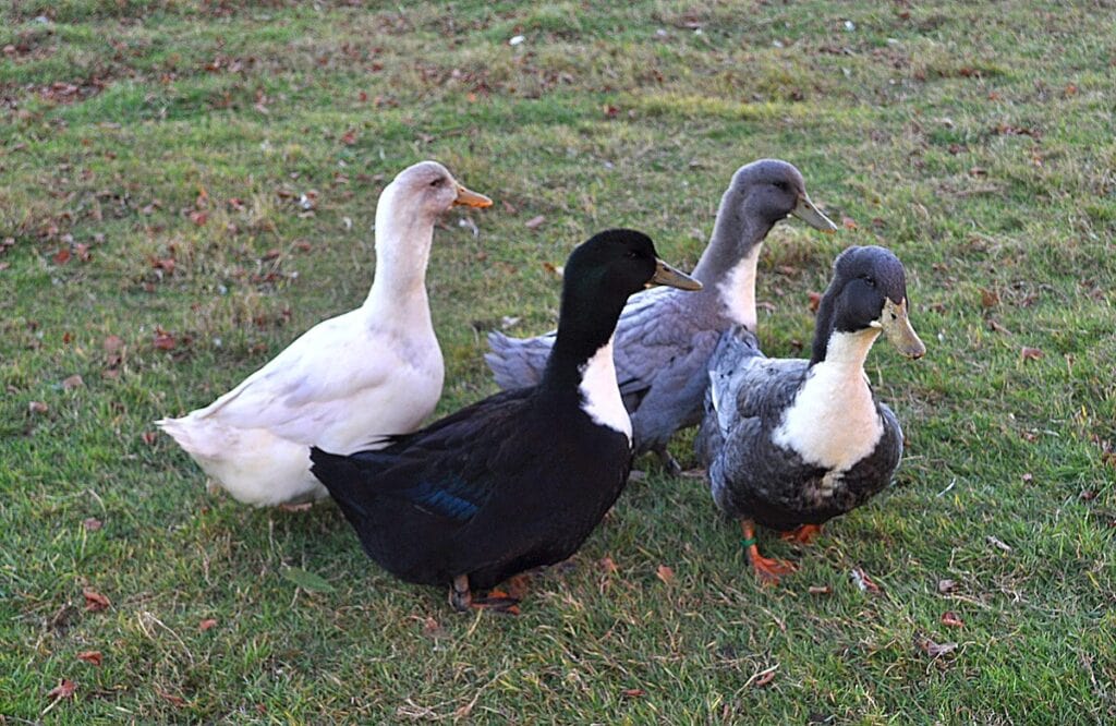 Swedish Blue Duck
