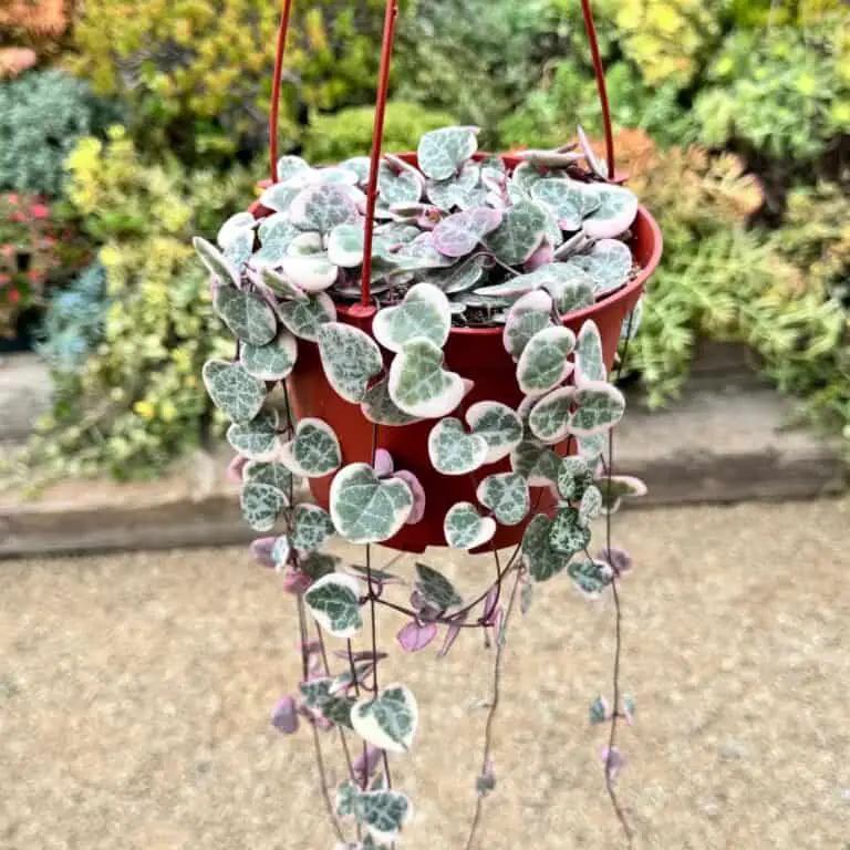 Variegated String of Hearts Ceropegia Woodii Variegata
