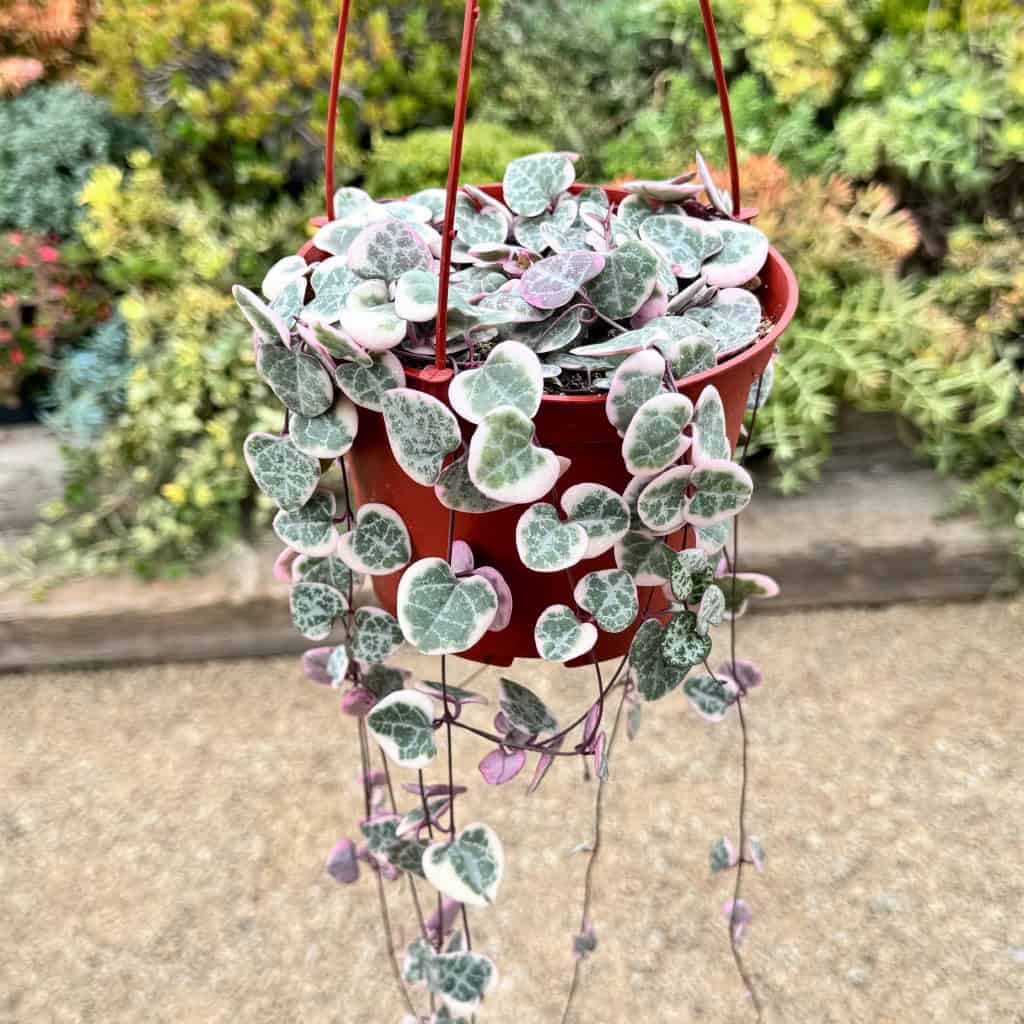 Variegated String of Hearts Ceropegia Woodii Variegata