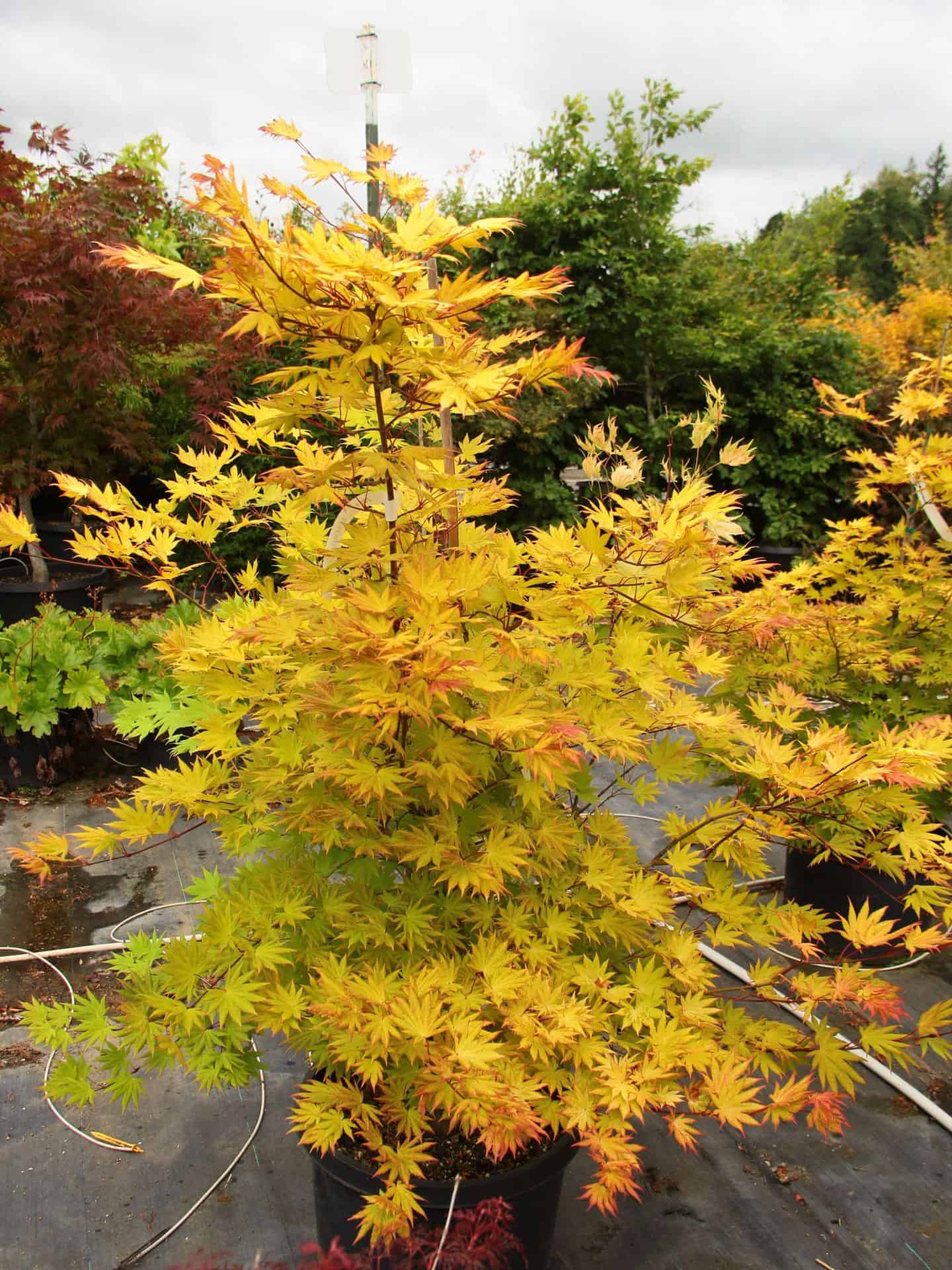 Yellow Autumn Moon