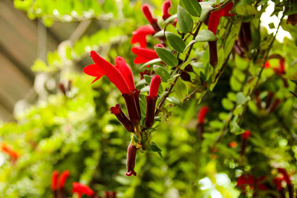aeschynanthus jack in the garden