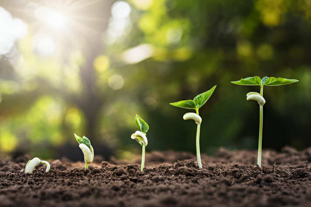 agriculture planting seeding growing step in garden with sunshine