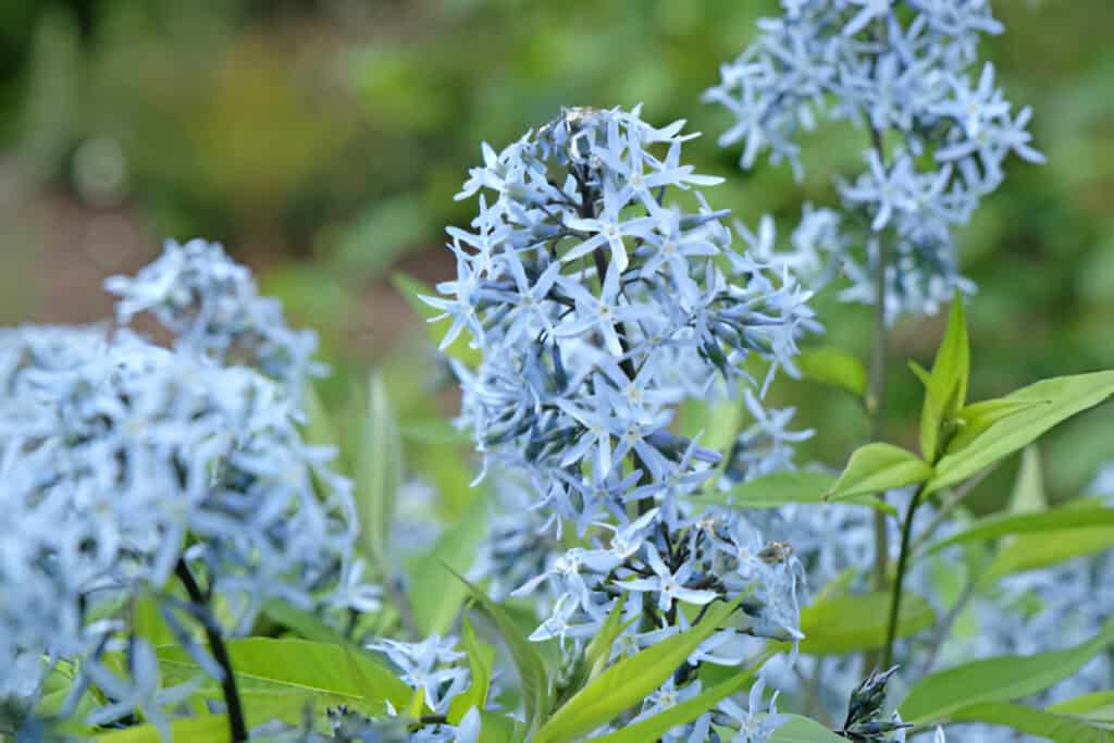 amsonia tabernaemontana variety salicifolia willow leaf  blue star