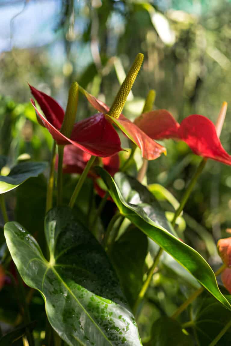 anthurium andraenum plant with red leaf and yellow bud