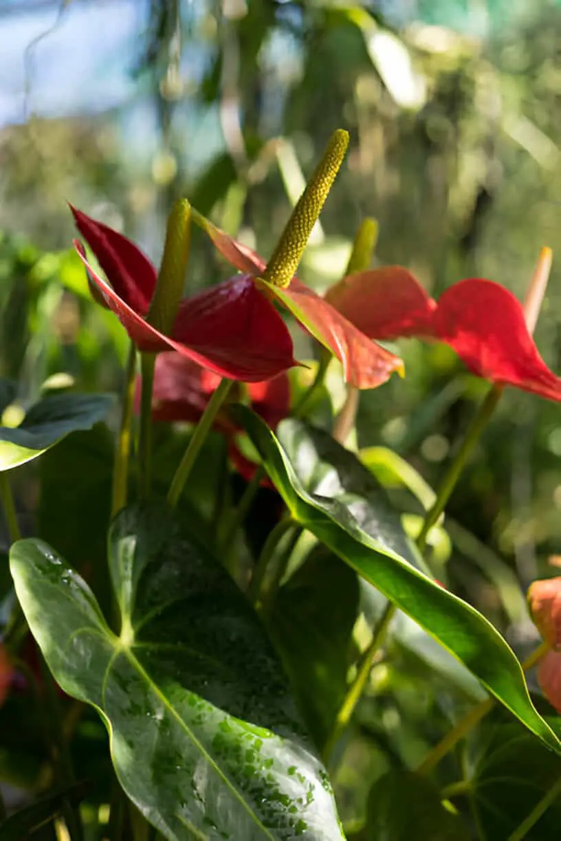 anthurium andraenum plant with red leaf and yellow bud