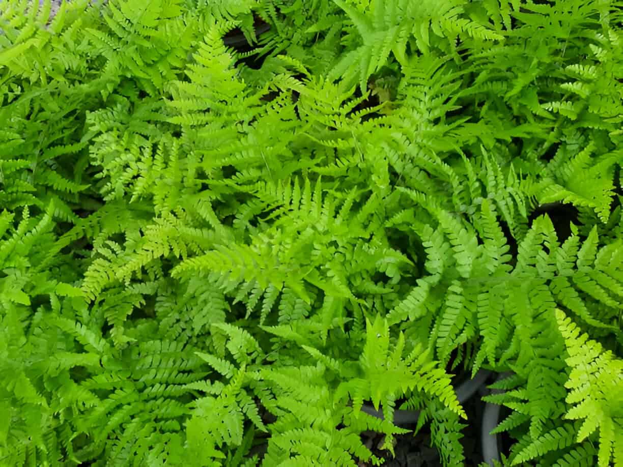 athyrium filix femina fresh green-leafy-fern-likes-succulent leaves with spores