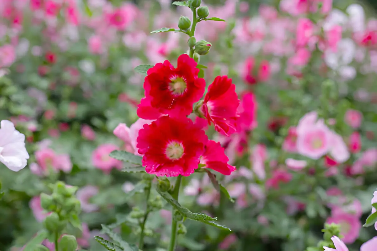 beautiful hollyhock flower in the park