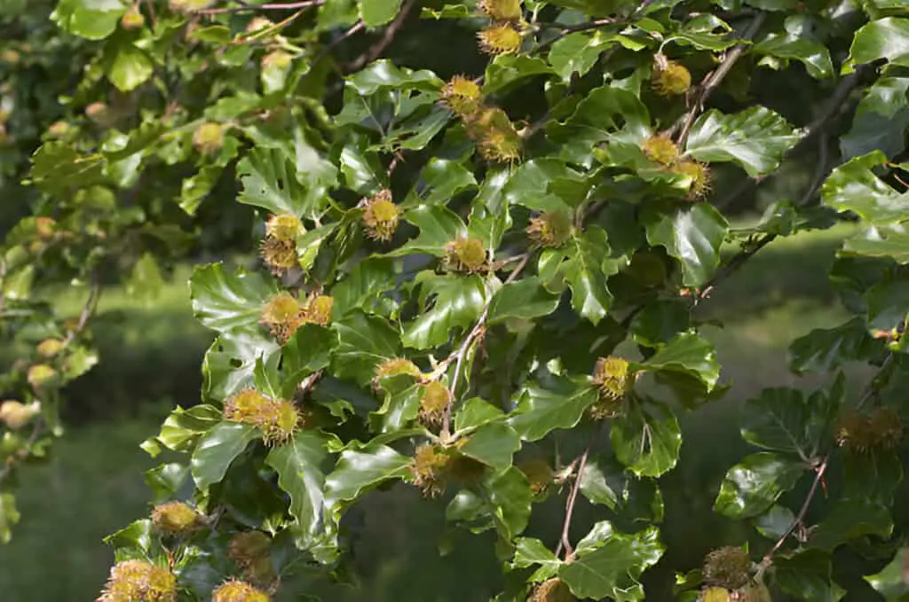 beech nuts on the bough in early summer